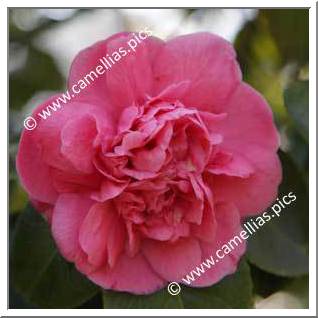 Camellia Japonica 'Triumphans'