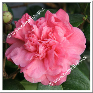 Camellia Japonica 'Triumphans'