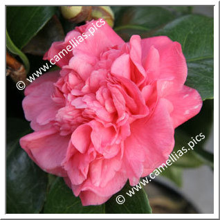 Camellia Japonica 'Triumphans'