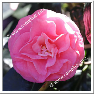 Camellia Hybrid C.reticulata  'Trophy'