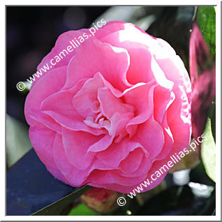 Camellia Hybrid C.reticulata  'Trophy'