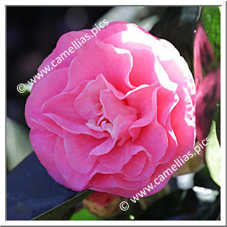 Camellia Hybride C.reticulata 'Trophy'