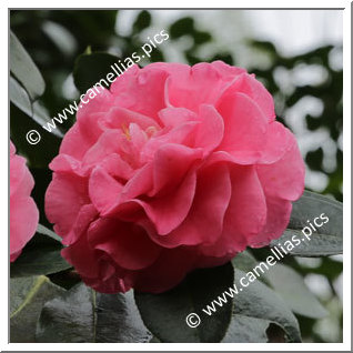 Camellia Hybrid C.reticulata  'Trophy'