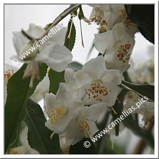 Camellia Botanique C. tsaii