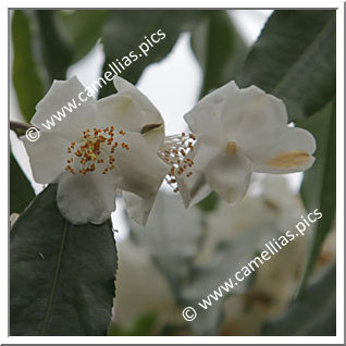 Camellia Species 'C. tsaii'