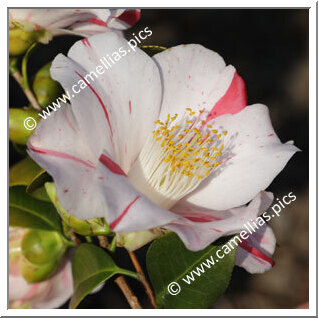 Camellia Japonica 'Tsubame-gaeshi'