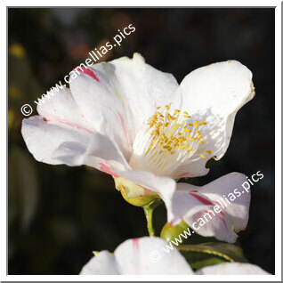 Camellia Japonica 'Tsubame-gaeshi'