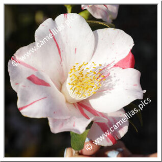 Camellia Japonica 'Tsubame-gaeshi'