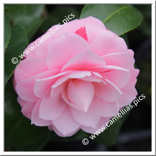 Camellia Japonica 'Tsugawa-shibori'