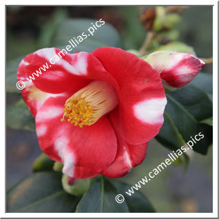 Camellia Japonica 'Tsuki-no-wa'