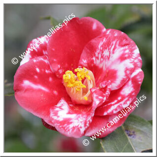 Camellia Japonica 'Tsurikagari'