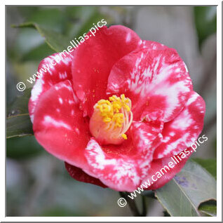 Camellia Japonica 'Tsurikagari'