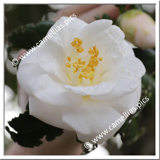 Camellia Japonica 'Tsuru-no-kegoromo'