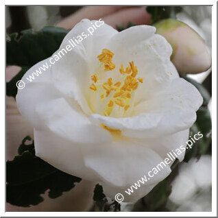 Camellia Japonica 'Tsuru-no-kegoromo'