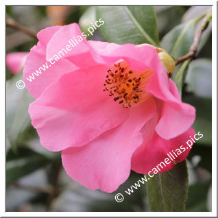 Camellia Japonica 'Mrs Tsutako Nakasone'