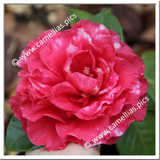 Camellia Reticulata 'Miss Tulare Variegated'