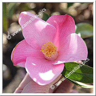 Camellia Hybrid C.x williamsii 'Tulip Time'