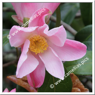 Camellia Hybrid C.x williamsii 'Tulip Time'