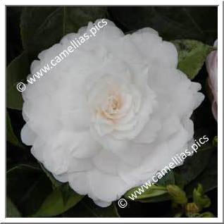 Camellia Japonica 'Twilight'
