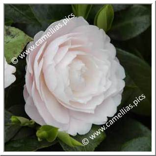 Camellia Japonica 'Twilight'