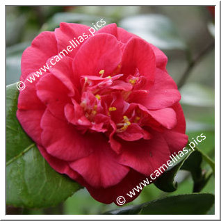 Camellia Japonica 'Twiss Cornwall'