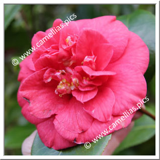 Camellia Japonica 'Twiss Cornwall'