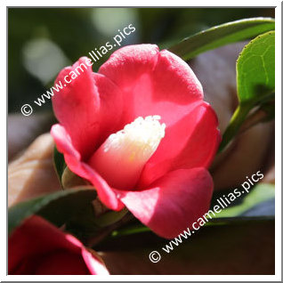 Camellia Japonica 'Ubugoe'