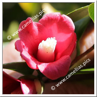 Camellia Japonica 'Ubugoe'