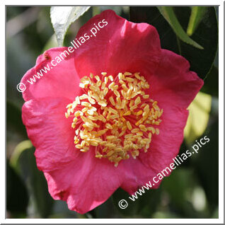 Camellia Camellia Japonica de Higo 'Umegaki'