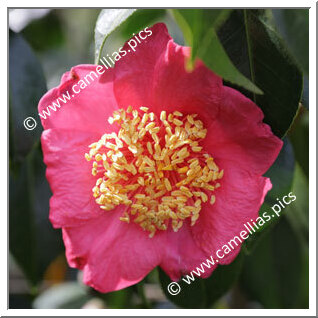 Camellia Camellia Japonica de Higo 'Umegaki'