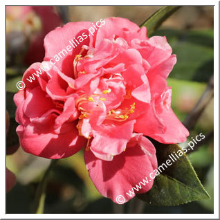 Camellia Japonica 'Uncle Tom'