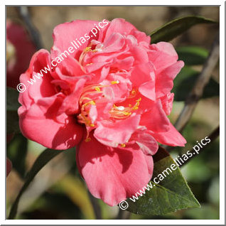 Camellia Japonica 'Uncle Tom'