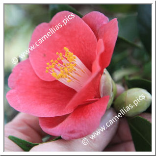 Camellia Japonica 'Unryû-tsubaki'