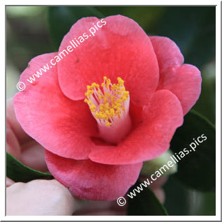 Camellia Japonica 'Unryû-tsubaki'