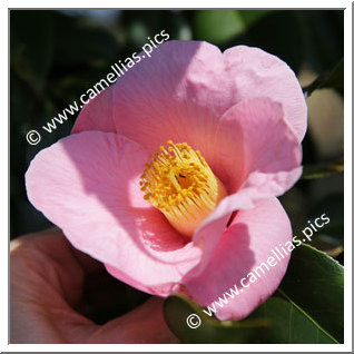 Camellia Japonica 'Uraku 64'
