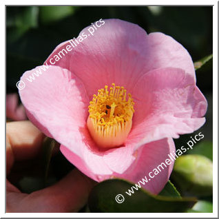 Camellia Japonica 'Uraku 64'