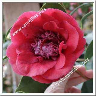 Camellia Japonica 'Usa-tsubaki (Takaya)'