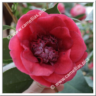 Camellia Japonica 'Usa-tsubaki (Takaya)'