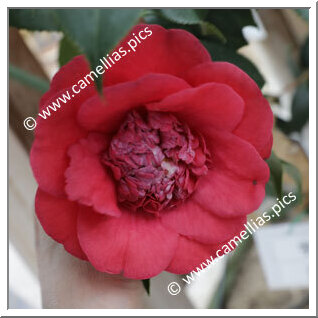 Camellia Japonica 'Usa-tsubaki (Takaya)'
