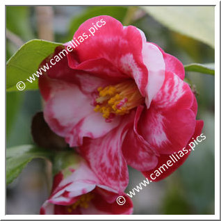 Camellia Japonica 'Utage'