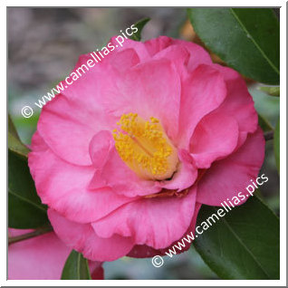 Camellia Hybride C.x williamsii 'Utsukushi-asahi'
