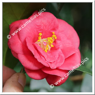 Camellia Japonica 'Uzu'