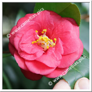 Camellia Japonica 'Uzu'