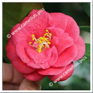 Camellia Japonica 'Uzu'