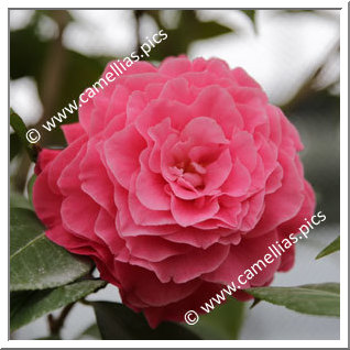 Camellia Hybride 'Valentine Day'