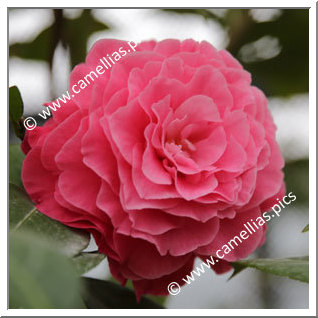 Camellia Hybrid 'Valentine Day'