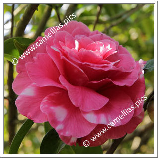 Camellia Hybrid 'Valentine Day Variegated'