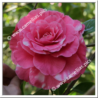 Camellia Hybride 'Valentine Day Variegated'