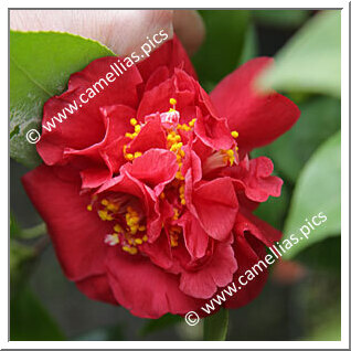 Camellia Japonica 'Vallée de l'Oust'