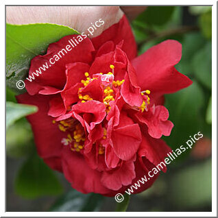 Camellia Japonica 'Vallée de l'Oust'